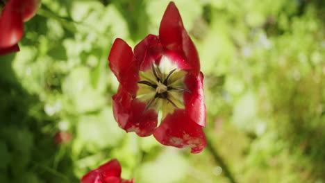 Mittlere-Nahaufnahme-Einer-Roten-Lilienblume,-Die-In-Einem-Typischen-Deutschen-Garten-Wächst