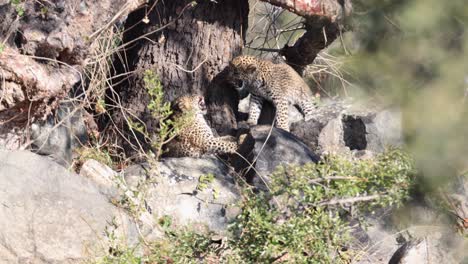 Zwei-Entzückende-Leopardenjungen-Kämpfen-Spielerisch,-Nachmittags-Afrikanisches-Sonnenlicht