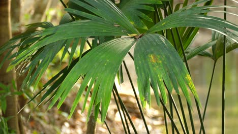 Blätter-Einer-Riesigen-Pflanze,-Die-Sich-Im-Wind-Bewegt,-Gamboa-Regenwaldreservat,-Panama,-Statische-Mittlere-Aufnahme