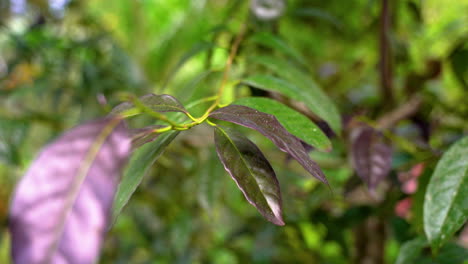 Cinematic-close-up-of-purple-colored-leaves-of-Guayusa-Plant-in-Amazon-Rainforest---Macro-close-up