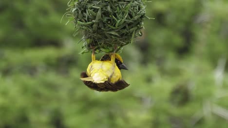 Männlicher-Gelber-Maskierter-Webervogel-Webt-Hängendes-Nest-Kopfüber