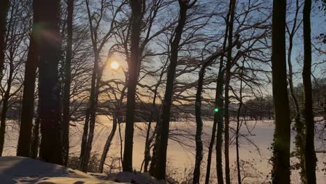 Silhouette-Kahler-Bäume-Im-Wald-Mit-Hintergrundbeleuchtung-Und-Strahlender-Sonne-Im-Winter