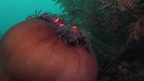 Clownfische-Schwimmen-In-Geschlossenen-Großen-Anemonen-Des-Roten-Meeres