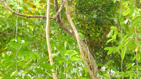 Black-Crowned-Antshrike-bird-climbing-trees-in-Panama-jungle-rainforest