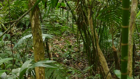 Lonely-monkey-is-roaming-through-dense-green-jungle