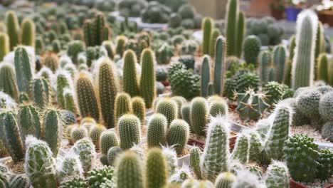 Vista-De-Una-Amplia-Variedad-De-Plantas-Con-Flores-De-La-Familia-De-Los-Cactus-Para-La-Decoración-De-Interiores