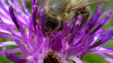Macro-shot-of-bee-collecting-pollen-of-purple-flower-in-sunlight