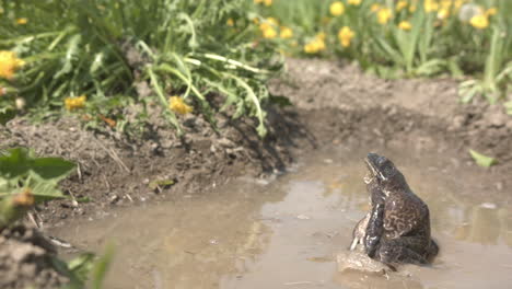 Bullfrog-jumping-in-pond-for-slow-motion