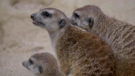 Sweet-young-Meerkat-couple-eating-food-in-sand,close-up-shot
