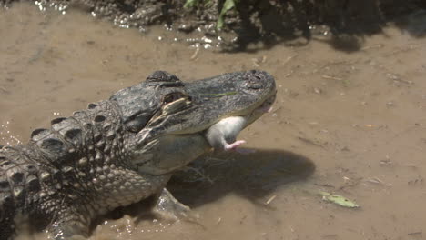 Alligator-Frisst-Eine-Ratte-In-Zeitlupe---Planscht-Im-Wasser
