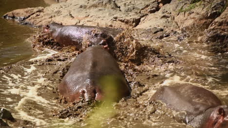 Gimbal-Aufnahme-Von-Flusspferden,-Die-In-Einer-Schlammigen-Wasserpfütze-Interagieren