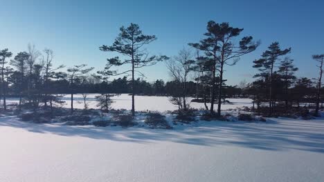 Aerial-view-of-snowy-bog-landscape-with-frozen-lakes-in-sunny-winter-day,-Dunika-peat-bog-,-flying-trough-the-pine-trees,-wide-angle-drone-shot-moving-slow-forward