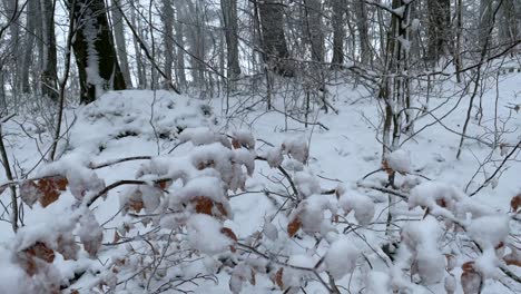 Snow-Covered-Dry-Leaves-On-The-Branches-In-The-Forest-During-Winter---close-up