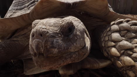 Alte-Afrikanische-Spornschildkröte-–-Eine-Sehr-Alte-Schildkrötenart