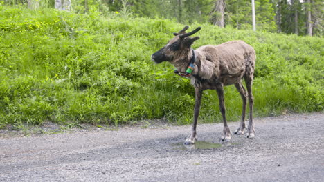 Reindeer-with-clamp-around-neck-drinks-from-puddle-on-gravel-road