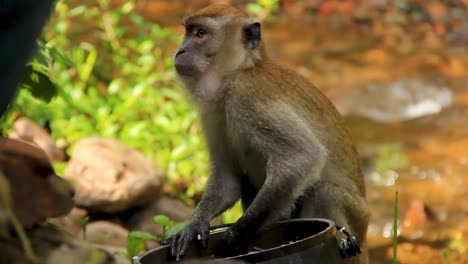Kleiner-Affe-Nimmt-Leckereien-Aus-Einer-Stahlvase-In-Der-Nähe-Eines-Baches-In-Sumatra,-Indonesien,-Und-Erfreut-Sich-Daran-–-Kamerafahrt-In-Mittlerer-Nahaufnahme