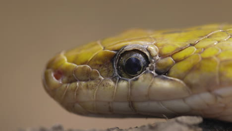 Close-up-Of-Trinket-Snake-Shows-And-Flicks-Tongue-Out