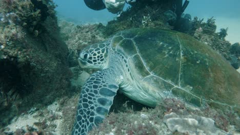 A-scuba-diver-collects-data-from-a-sea-turtle-for-a-marine-research-program-while-scuba-diving