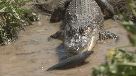 Alligator-lifting-fish-out-of-water-in-extreme-slow-motion