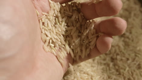 Bauernhand-Inspiziert-Frisch-Angebaute-Reissamen-In-Makro-Nahaufnahme