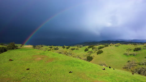 Vieh-Weidet-Mit-Doppeltem-Regenbogen-Und-Sturm-über-Bergen,-Drohnenschuss