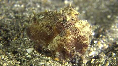 Small-Octopus-on-sandy-reef-at-night,-close-up-shot