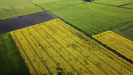 Aerial-birdseye-flight-over-blooming-rapeseed-field,-flying-over-yellow-canola-flowers,-idyllic-landscape,-beautiful-nature-background,-high-drone-shot-moving-forward,-tilt-down