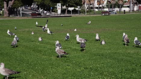 Seagull-landing-on-grass,-among-other-seagulls