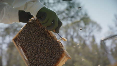 BEEKEEPING---Beekeeper-scraping-wax-from-a-frame,-slow-motion-close-up