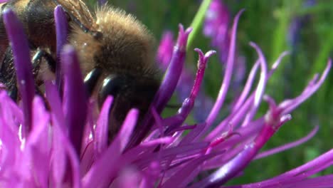 Macro-details-of-wild-honeybee-with-black-eyes-collecting-pollen-of-petal-in-sunlight