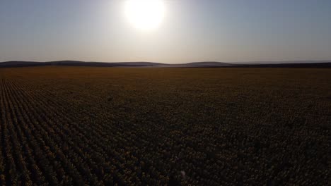 Luftaufnahme,-Die-Ein-Grenzenloses-Sonnenblumenfeld-Während-Der-Sonnenuntergangsstunde-Bei-Schwachem-Licht-Zeigt