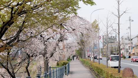 Die-Beste-Kirschblüte-In-Kyoto
