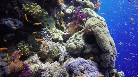 Echter-Steinfisch,-Der-Auf-Einem-Korallenriff-Im-Roten-Meer-Ruht,-Weitwinkelaufnahme