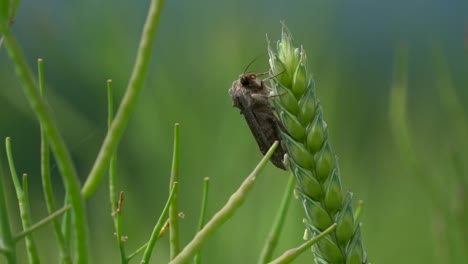 Moth-Bug-resting-on-green-wheat-corn-field-in-nature-during-sunny-day,macro