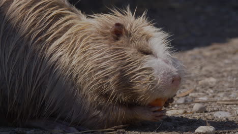 Cinematic-close-up-of-wet-Nutria-Animal-with-closed-eyes-eating-fresh-carrot