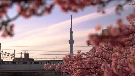 Zeitlupenansicht-Des-Fahrenden-Zuges-Mit-Dem-Tokioter-Skytree-Und-Sakura-Im-Hintergrund