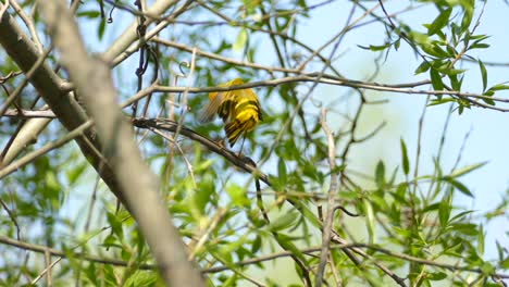 yellow-warbler-performs-body-cleaning-while-perched-on-the-branch