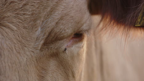 AGRICULTURE---Cow's-eye-blinking-with-a-fly-next-to-it,-slow-motion-close-up