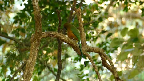 A-beautiful-bird-standing-on-a-tree-branch-looks-around-amidst-dense-vegetation