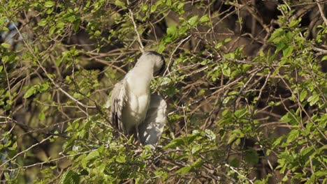 Close-up-static-shot-capturing-a-wild-black-crowned-night-heron,-nycticorax-nycticorax-perched-on-a-tree-branch,-preening-feathers-during-the-day-against-green-foliage-background