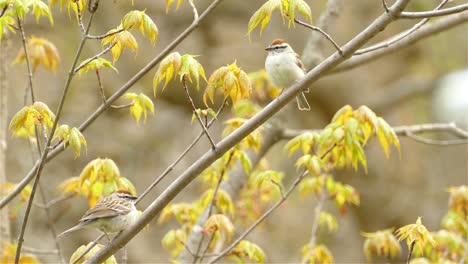 A-chipping-sparrow-bird-perched-on-a-tree-branch-in-Canada,-medium-shot