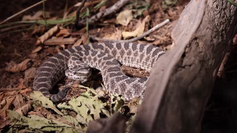 massasauga-rattlesnake-under-spotlight-in-the-dark-rattling-tail-flicking-tongue-slomo