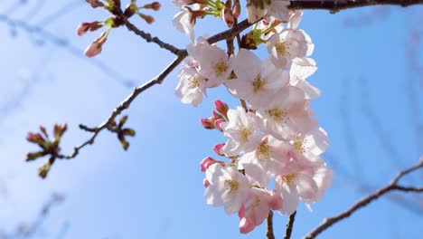 Die-Beste-Kirschblüte-In-Tokio