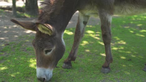 Close-up-of-a-well-kept-grey-donkey-as-it-grazes-the-short-green-grass-in-its