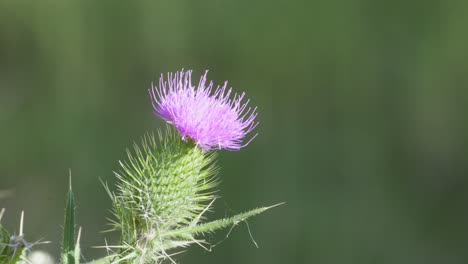 Close-up-shot-of-an-isolated-spear-thistle-Cirsium-vulgare-flowered-against-a-blurry-background