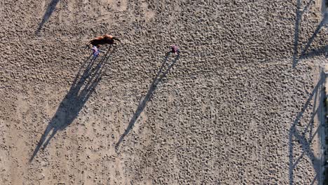 Top-down-view-of-equine-trainer-leading-and-walking-at-the-side-of-a-horse-from-right-frame-to-the-left-at-Hipodromo-Argentino-de-Palermo,-static-shot