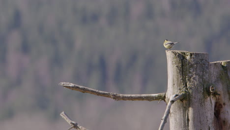 Ein-Kohlmeisenvogel,-Der-Von-Einem-Baumstumpf-Abhebt-Und-In-Schweden-Fliegt,-Weitwinkelaufnahme