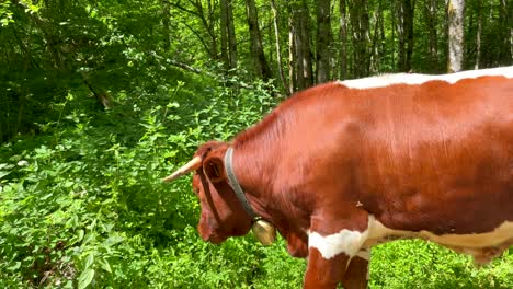 Close-up-of-Brown-White-Cow-grazing-in-Green-Wilderness-of-Europe-during-summer---Slow-motion-dolly-shot