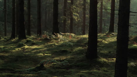 Nordic-pinewoods-early-morning-like-a-painting