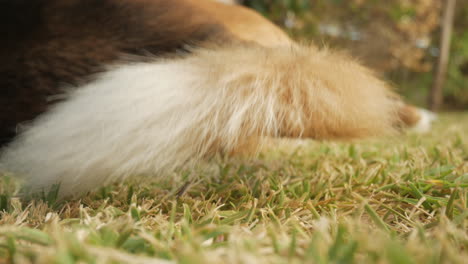 Dog-Wagging-Tail---Brown-Dog-Resting-On-Green-Grass---close-up
